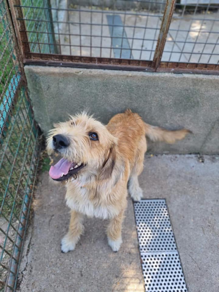 refuge-de-thiernay-58-chiens-a-adopter-hkxh